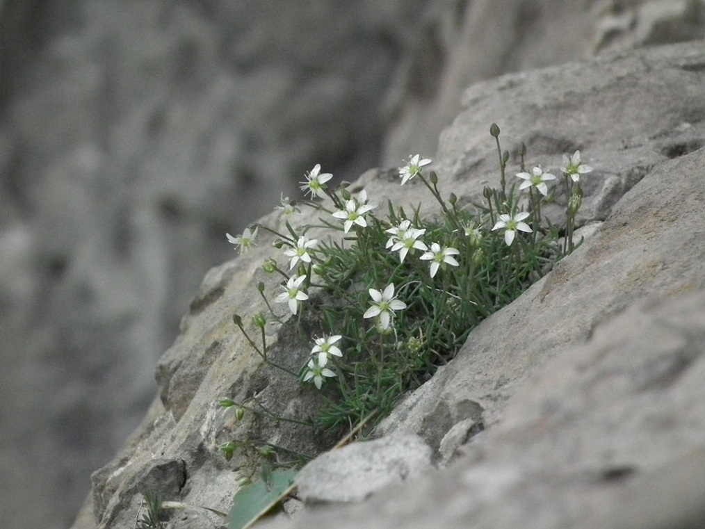 Moehringia glaucovirens / Moehringia verde-glauca